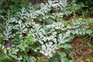 how to use sevin powder on plants