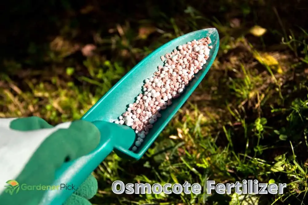 Osmocote Fertilizer