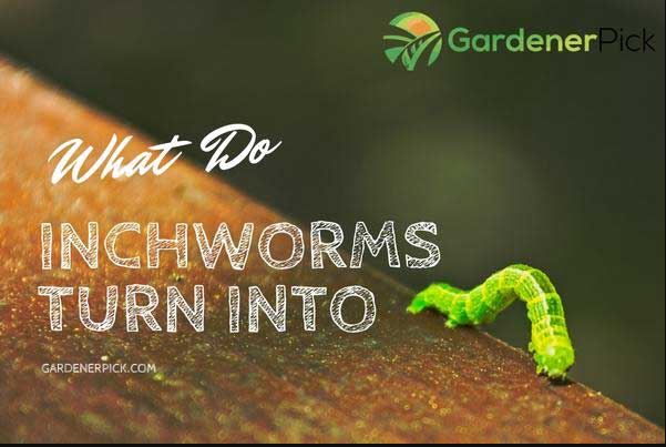 What Do Inchworms Turn Into?