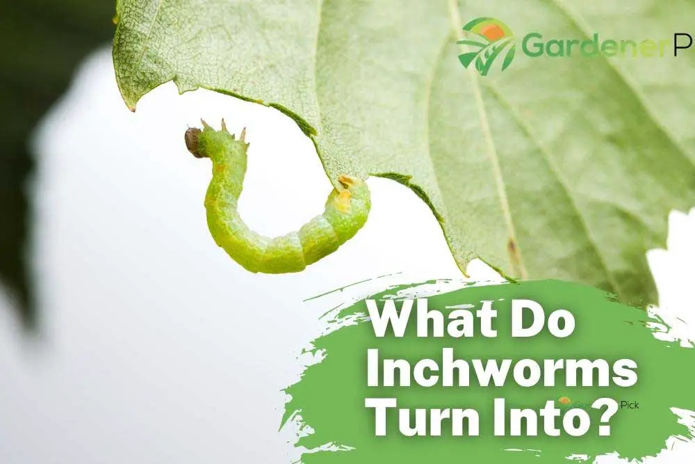 What Do Inchworms Turn Into