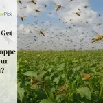 grasshopper control