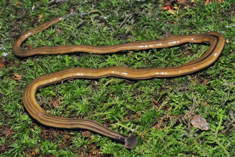 How To Get Rid of Hammerhead Worms