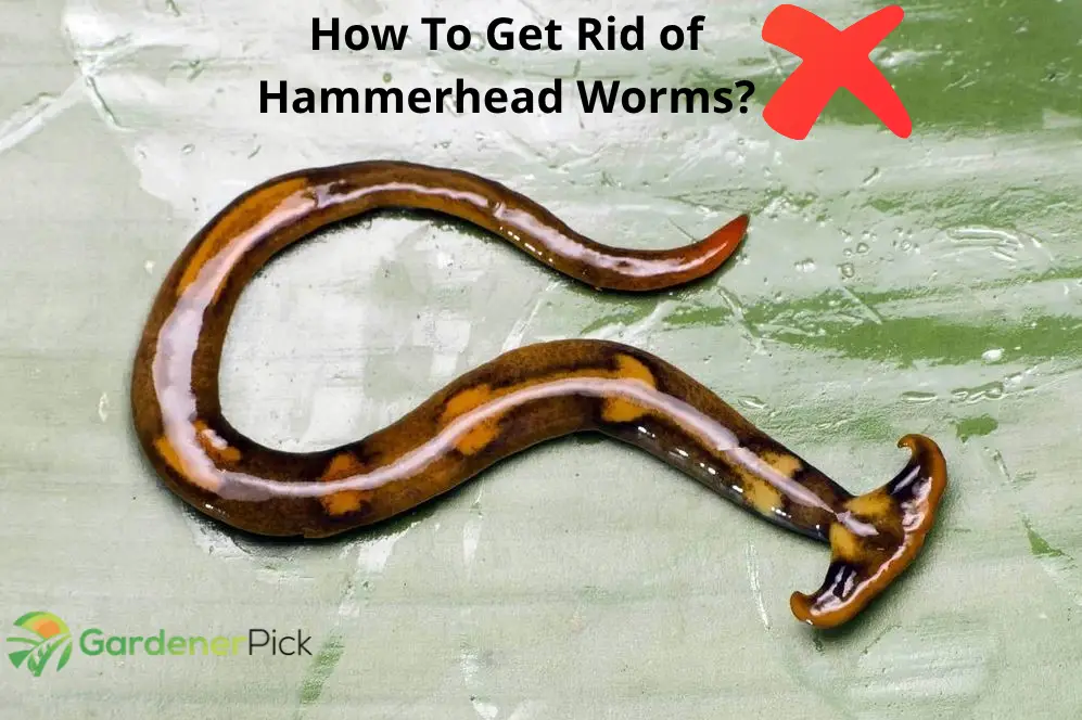 how to get rid of hammerhead worms