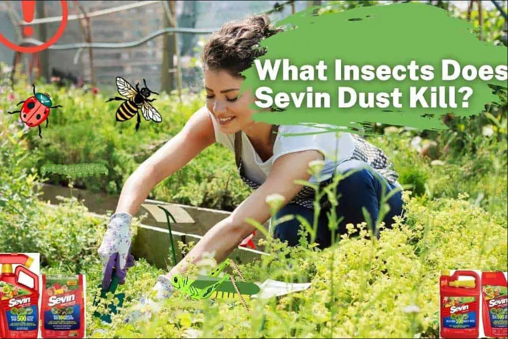 what insects does sevin dust kill