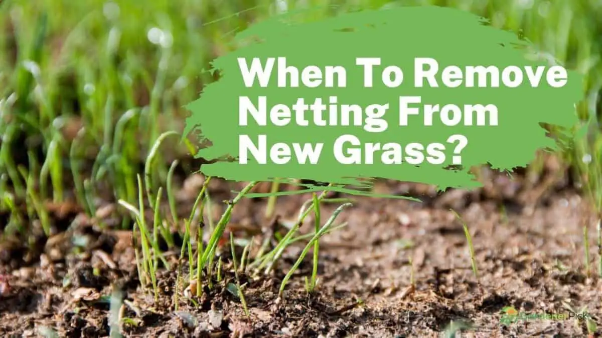When To Remove Netting From New Grass
