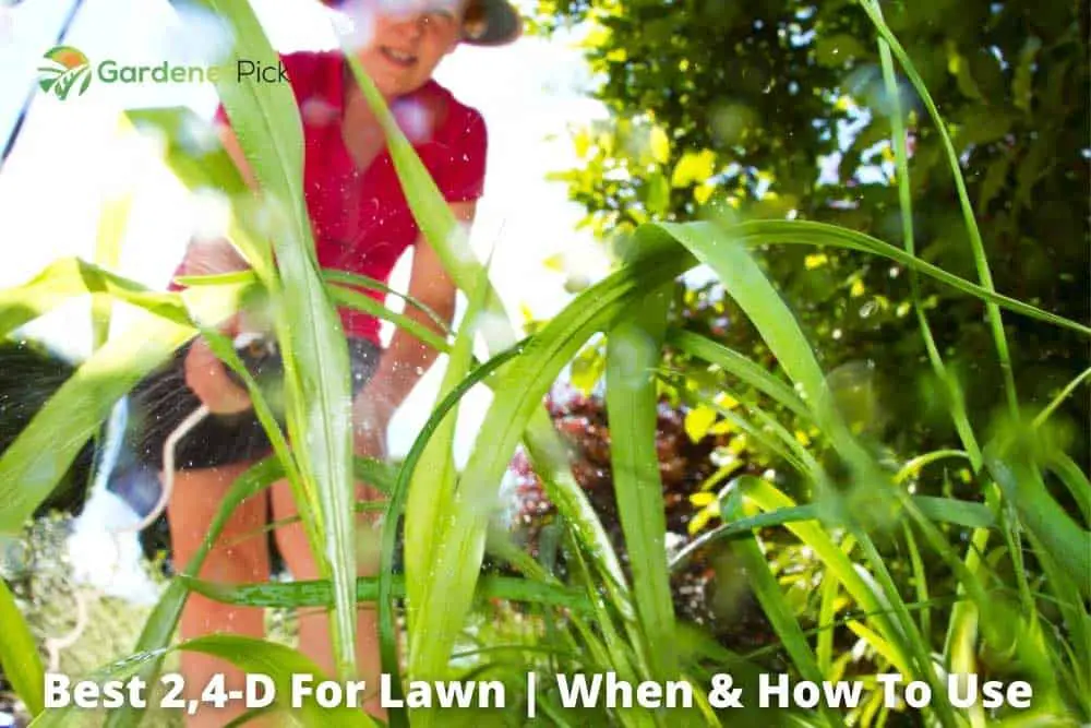 Best 2,4-D For Lawn