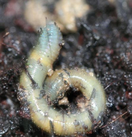 Allolobophora chlorotica