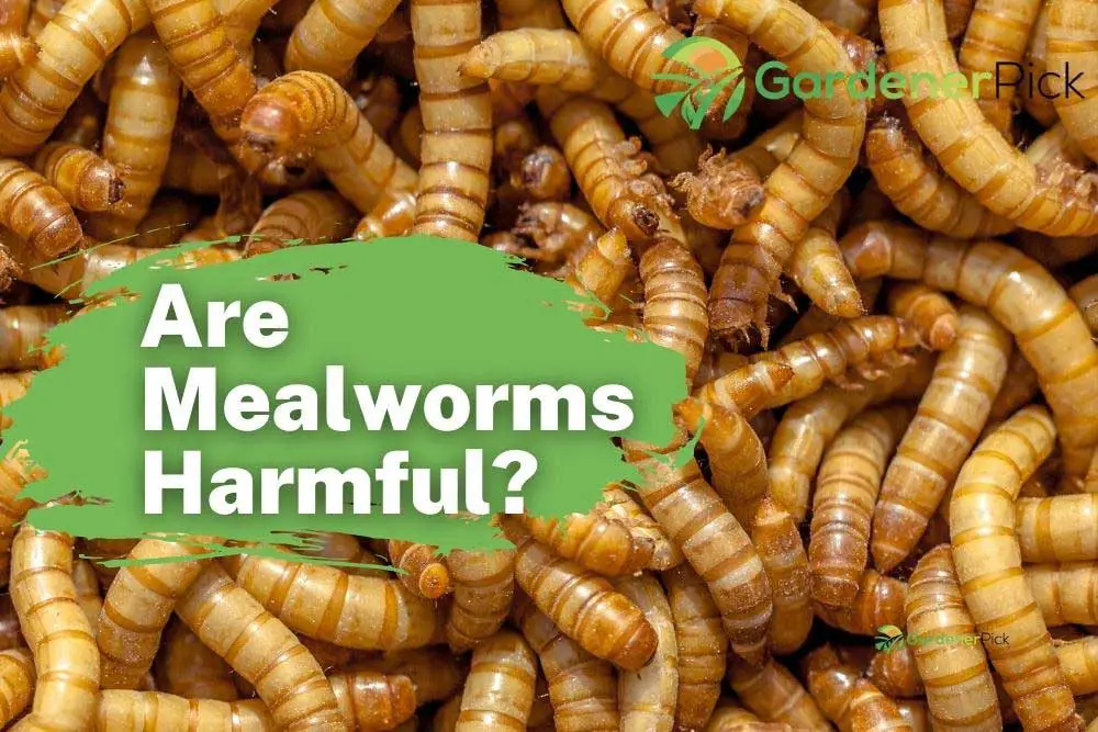 Are Mealworms Harmful?