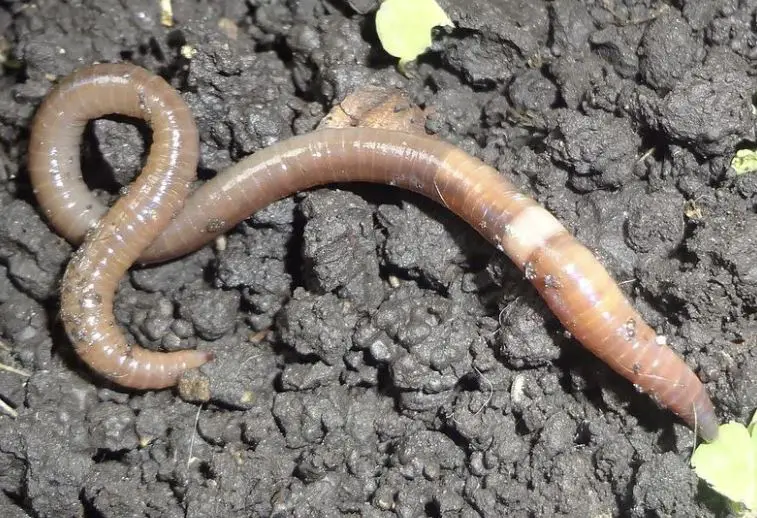Asian Jumping Worm