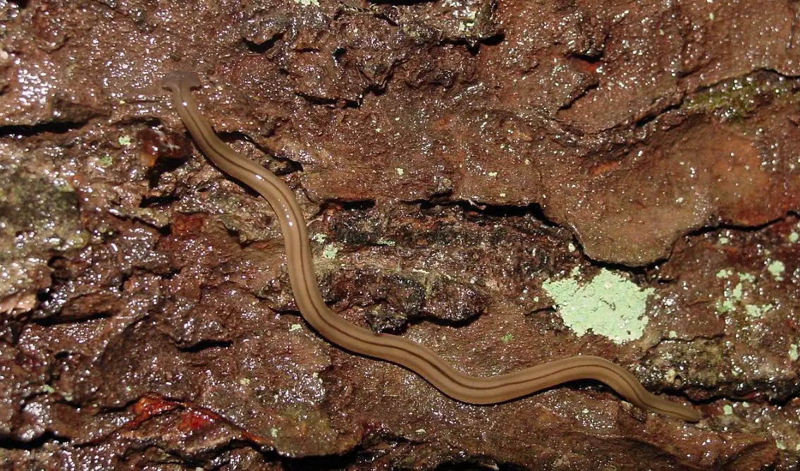 Bipalium Pennsylvanicam
