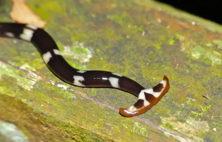 Bipalium Strubeli