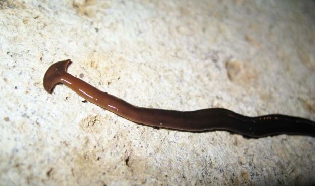 Bipalium fuscatum