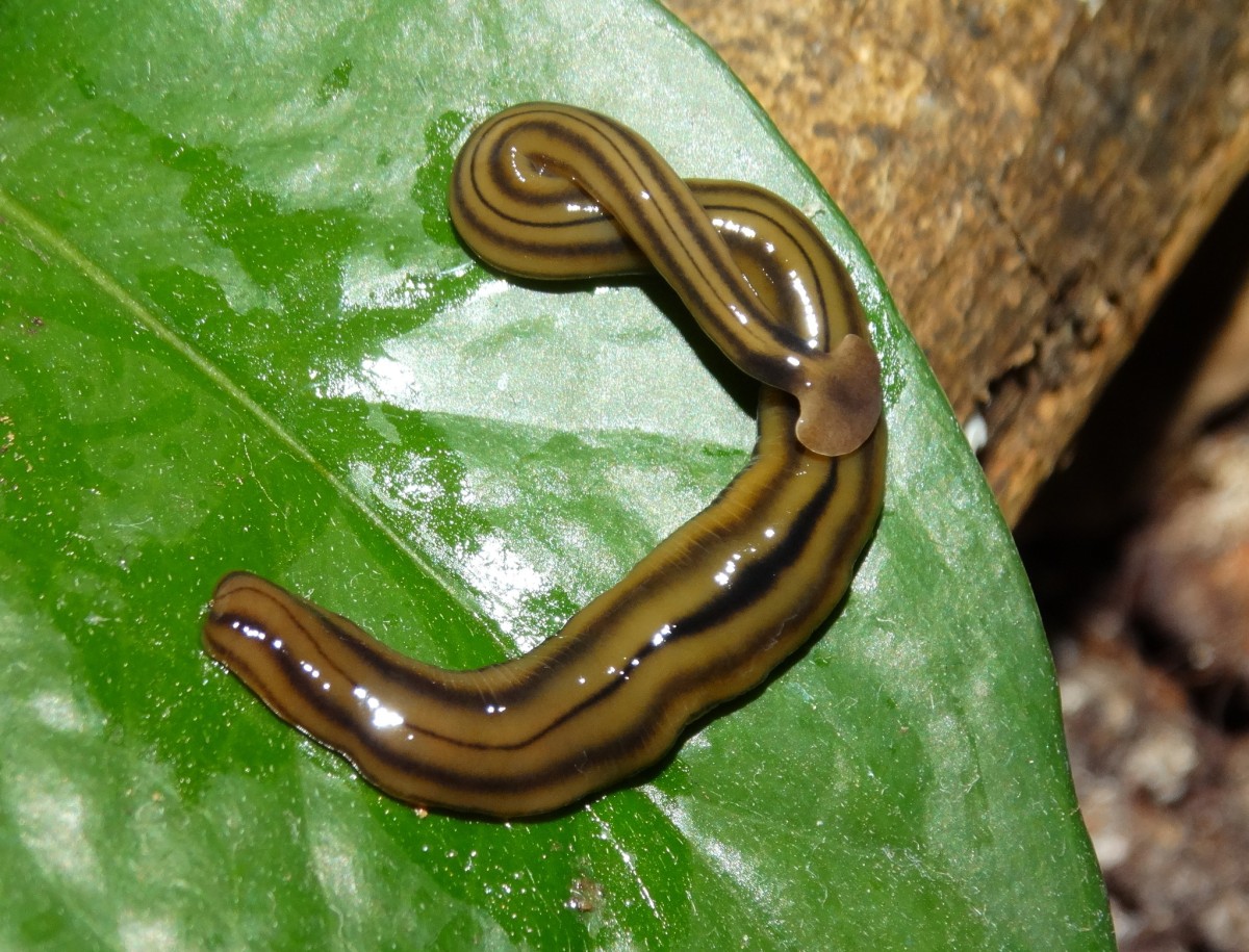 Bipalium vagnum