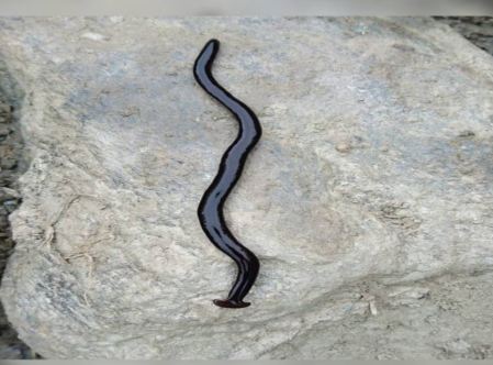 Black Hammerhead worm