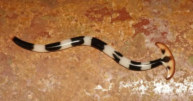 Black and white hammerhead worm