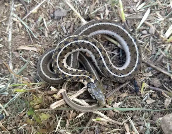 Bogert’sgarden snake
