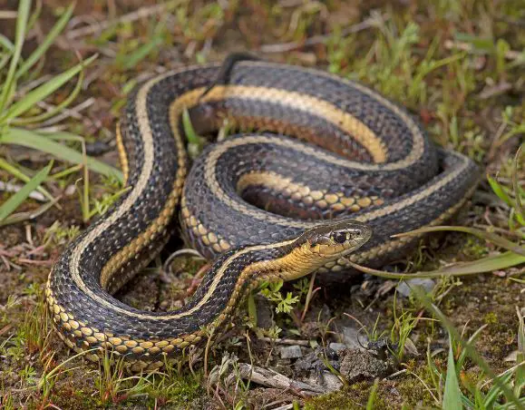 Butler’s garter snake