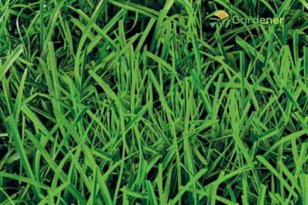 Shade Tolerant Grass