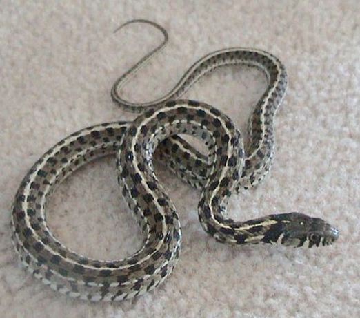 Checkered garter snake