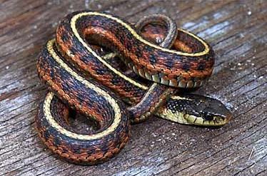 Coastal garter Snake