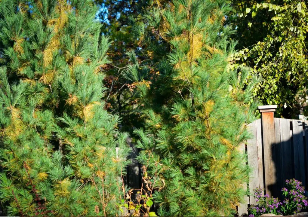 How to Treat Diseases in Evergreens