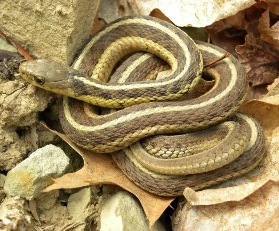 Common garter snake