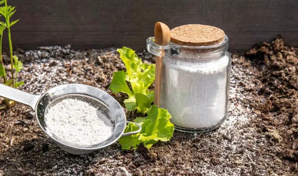 Applying diatomaceous earth around tomato plants to deter pests