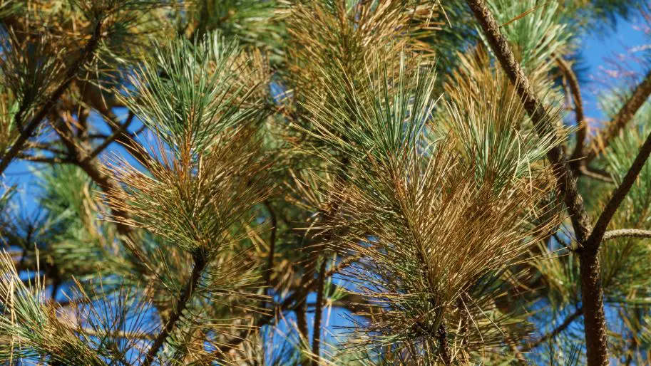 How to Treat Diseases in Evergreens