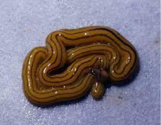 Diversipal multilineatum