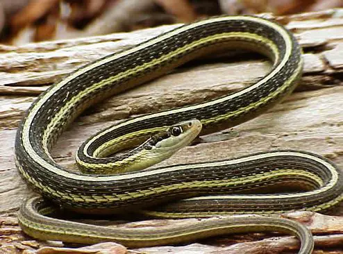 Eastern Ribbon Snake