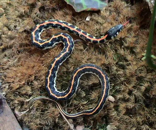 Eastern black-necked garter snake