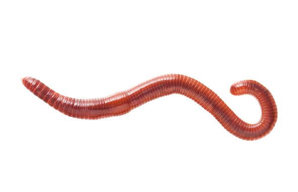 Eisenia Fetida