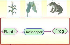 Effective Natural Grasshopper Control for American Home Gardens