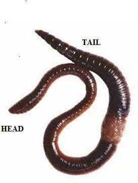 Eudrillus Eugenia
