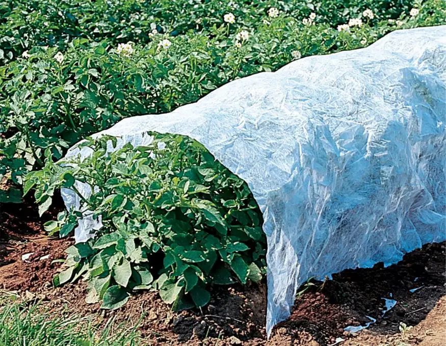 Floating row cover protecting tomato plants from insects