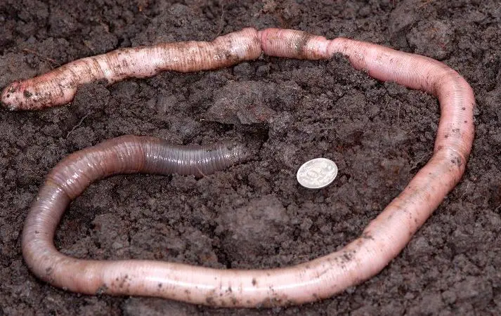 Giant Gippsland earthworm