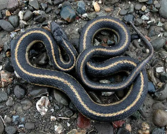 Giant garter snake
