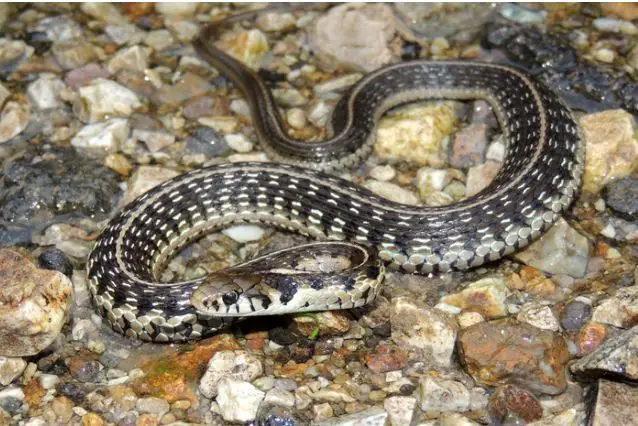 Godman’s garter snake