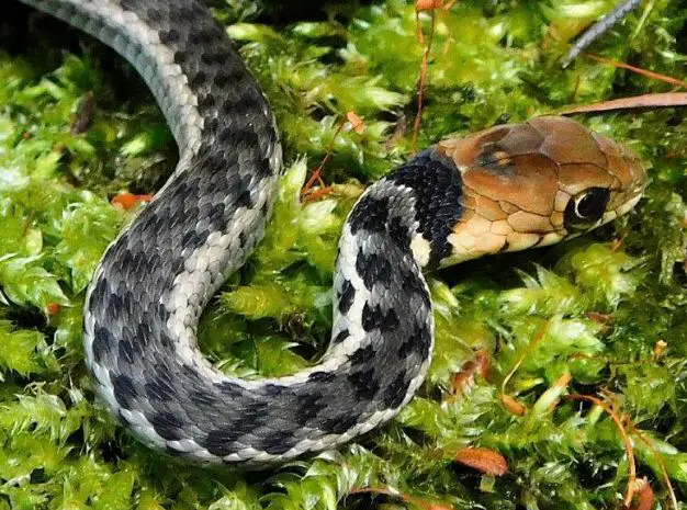 Golden-headed garter snake