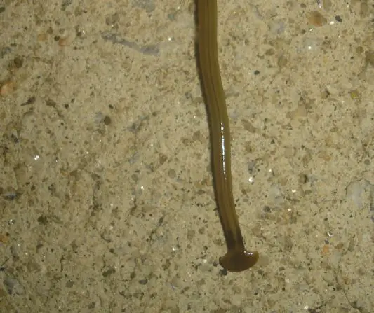 Grey Colour Hammerhead Worm