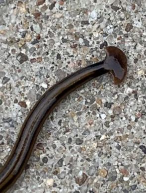 Hammerhead Worms Dark Brown