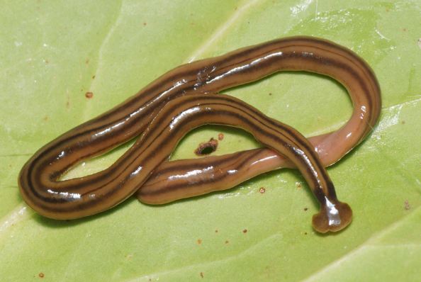 Hammerhead Worm