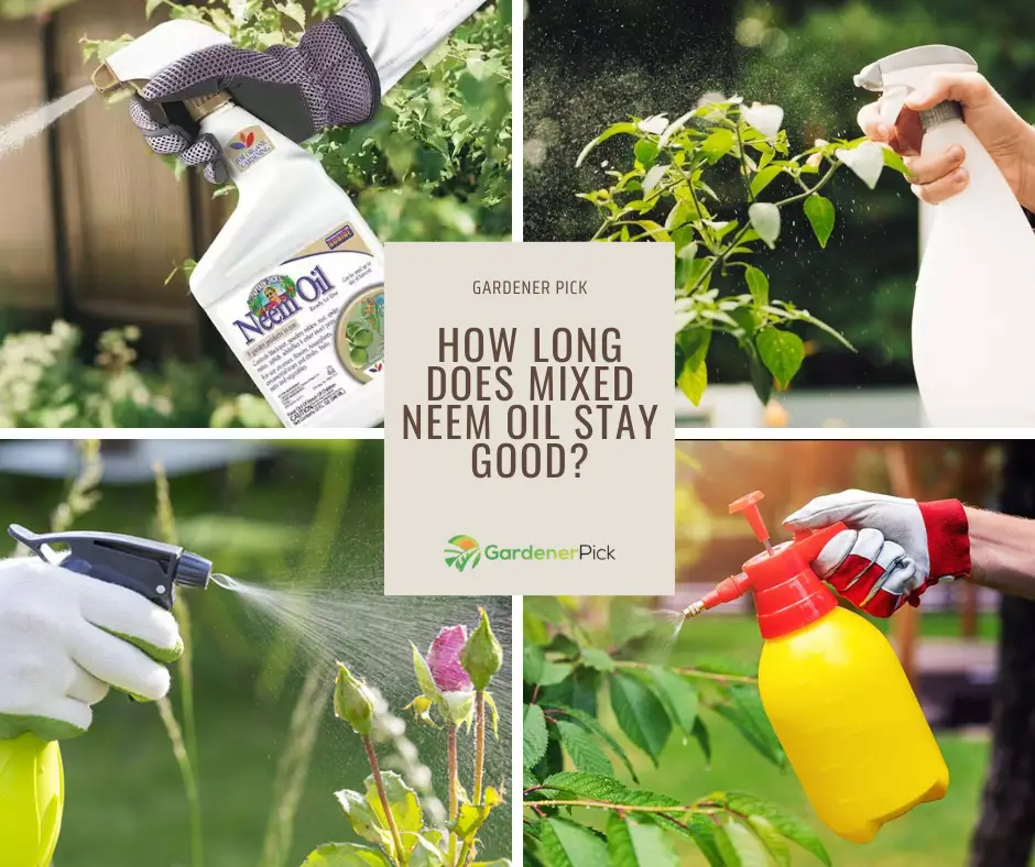 How Long Does Mixed Neem Oil Stay Good