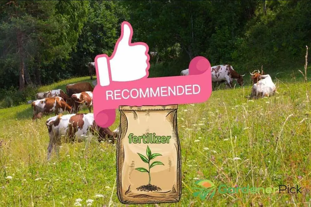 How Much Fertilizer Per Acre For Pasture?