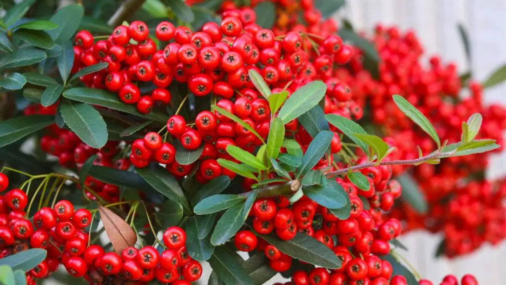 How to Fertilize Cotoneaster