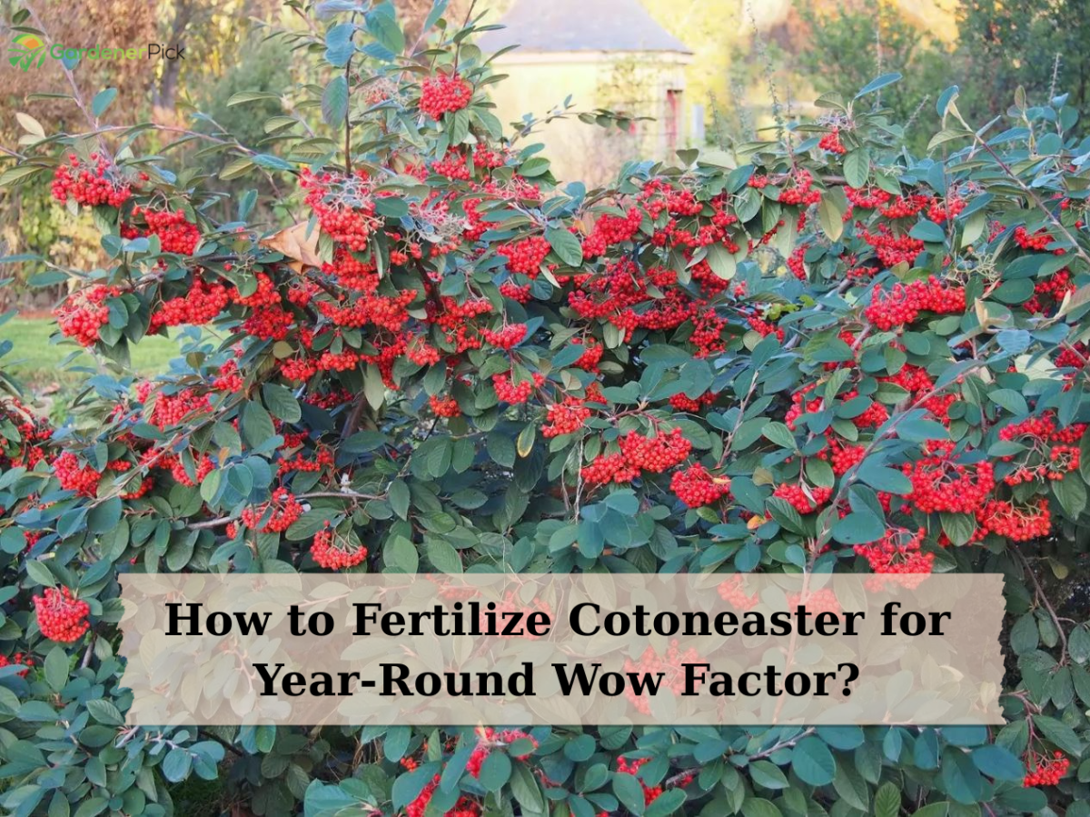 How to Fertilize Cotoneaster for Year-Round Wow Factor