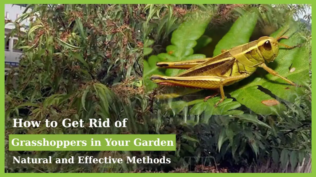 How to Get Rid of Grasshoppers in Your Garden