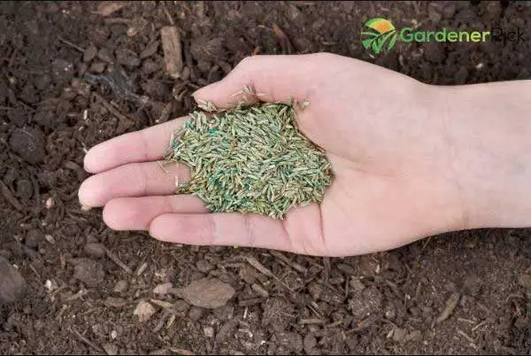 How To Store Grass Seeds?