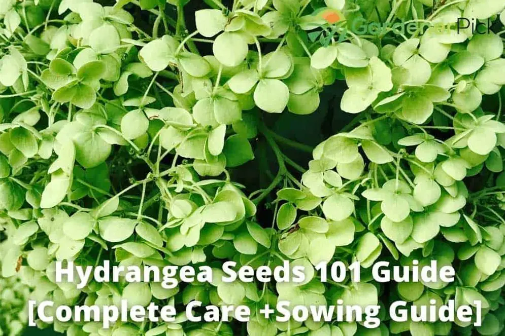 Hydrangea Seeds 101 Complete Guide