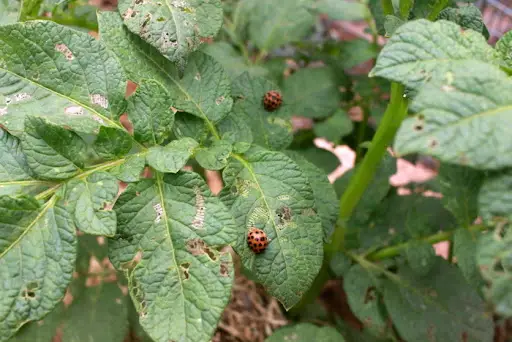 Ladybugs feeding on aphids on a tomato plant